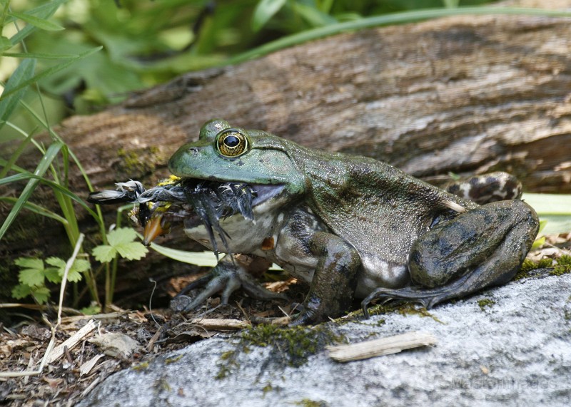 IMG_2636c.jpg - American Bullfrog (Lithobates [Rana] catesbiana) 