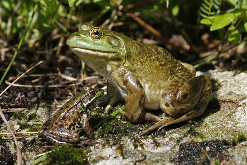 IMG_3176c.jpg - American Bullfrog (Lithobates [Rana] catesbiana) and Green Frog (L. clamitans)