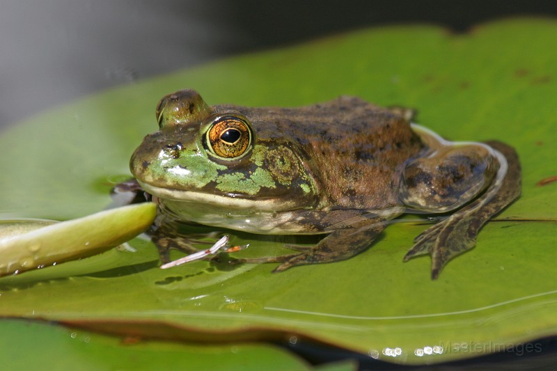 IMG_4065c.jpg - American Bullfrog (Lithobates [Rana] catesbiana)