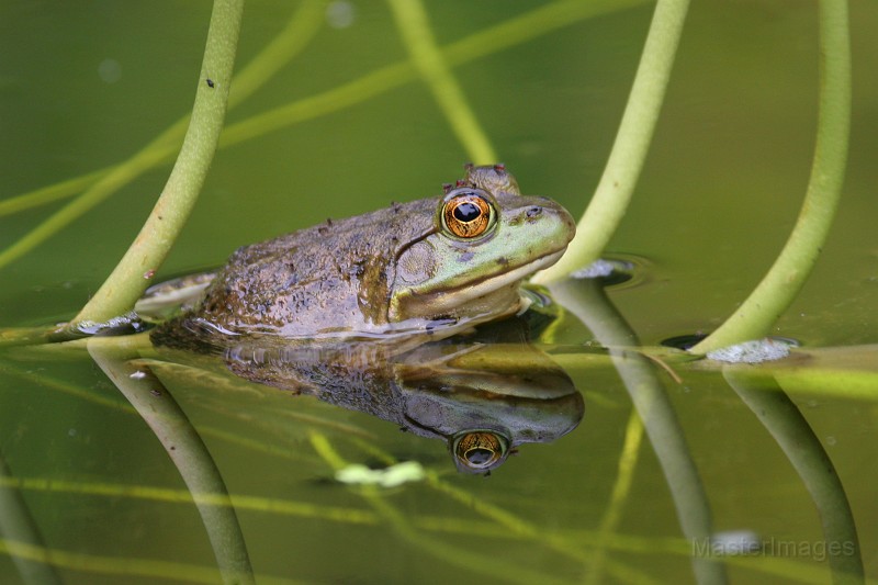 IMG_4215c.jpg - American Bullfrog (Lithobates [Rana] catesbiana)