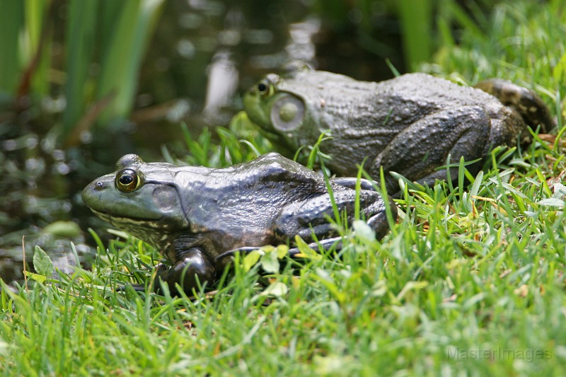 IMG_8690c.jpg - American Bullfrog (Lithobates [Rana] catesbiana) female and male