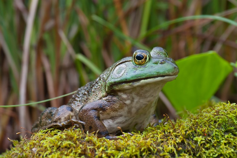 _MG_2567c.jpg - American Bullfrog (Lithobates [Rana] catesbiana)