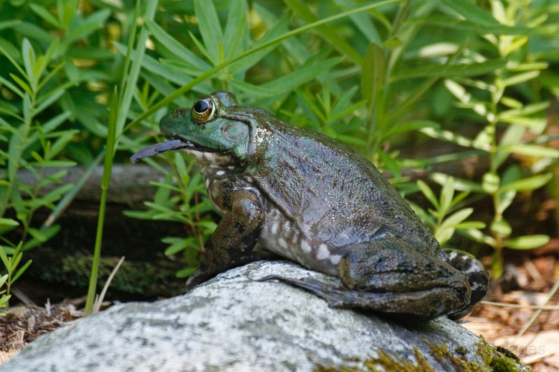 _MG_2611c.jpg - American Bullfrog (Lithobates [Rana] catesbiana)