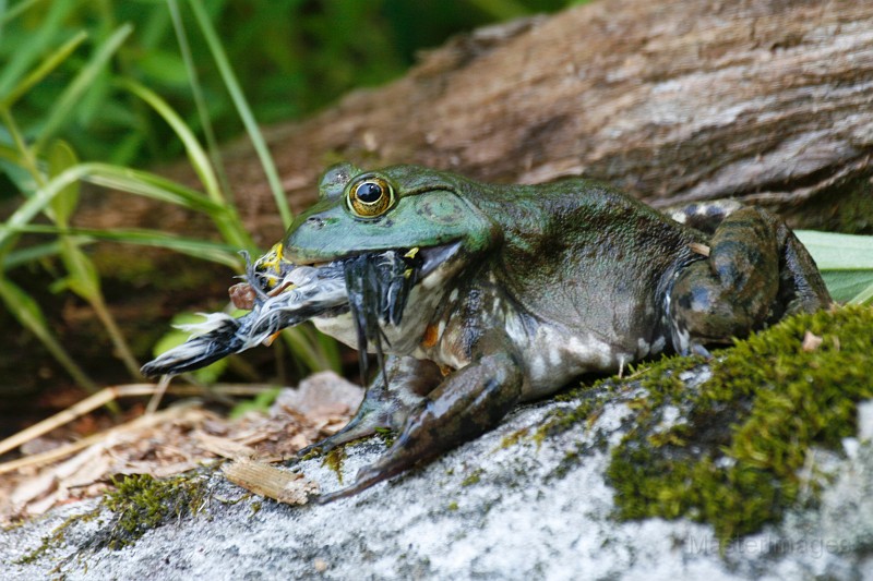 _MG_2615c.jpg - American Bullfrog (Lithobates [Rana] catesbiana) eating an American Goldfinch