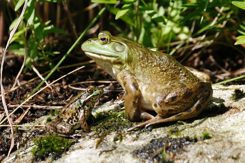 _MG_3187c.jpg - American Bullfrog (Lithobates [Rana] catesbiana) and Green Frog (L. clamitans)