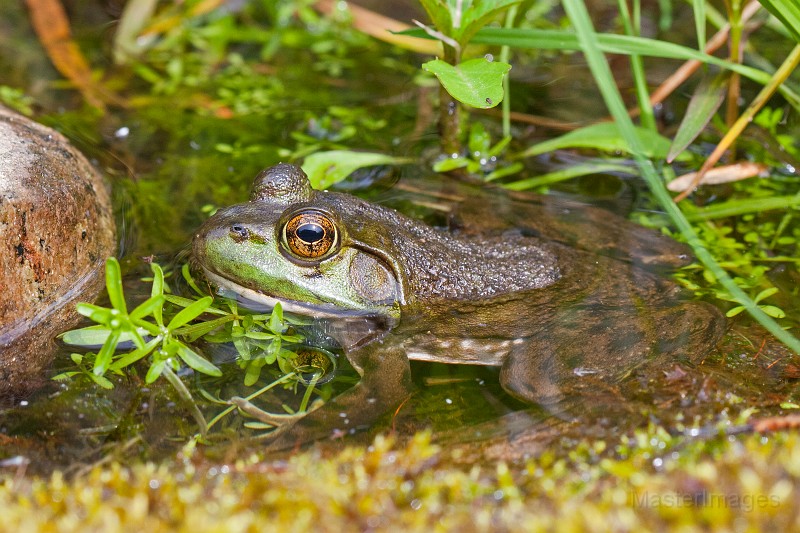 _MG_8978c.jpg - American Bullfrog (Lithobates [Rana] catesbiana)