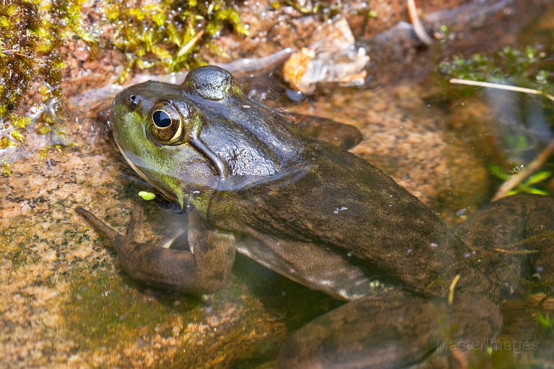 _MG_8979c.jpg - American Bullfrog (Lithobates [Rana] catesbiana)