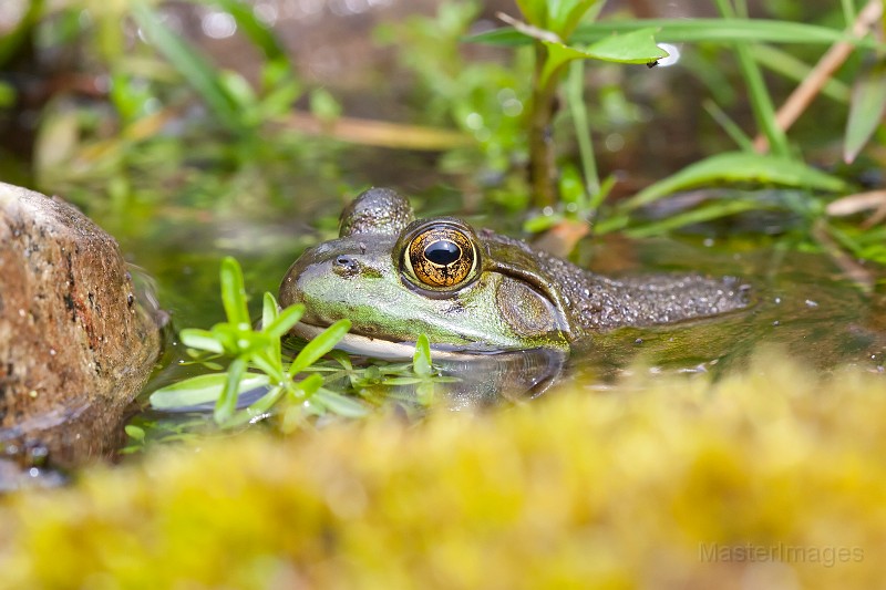 _MG_8985c.jpg - American Bullfrog (Lithobates [Rana] catesbiana)