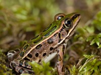 MG 1259c  Northern Leopard Frog (Lithobates [Rana] pipiens)