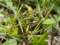 Q0I1993c  Northern Leopard Frog (Lithobates pipiens)