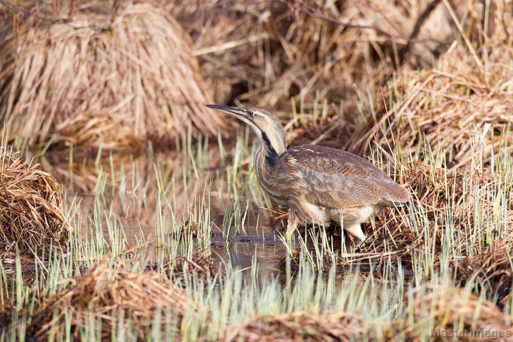 _31F1330c.jpg - American Bittern (Botaurus lentiginosus)