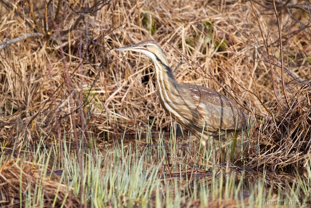 _31F1336c.jpg - American Bittern (Botaurus lentiginosus)