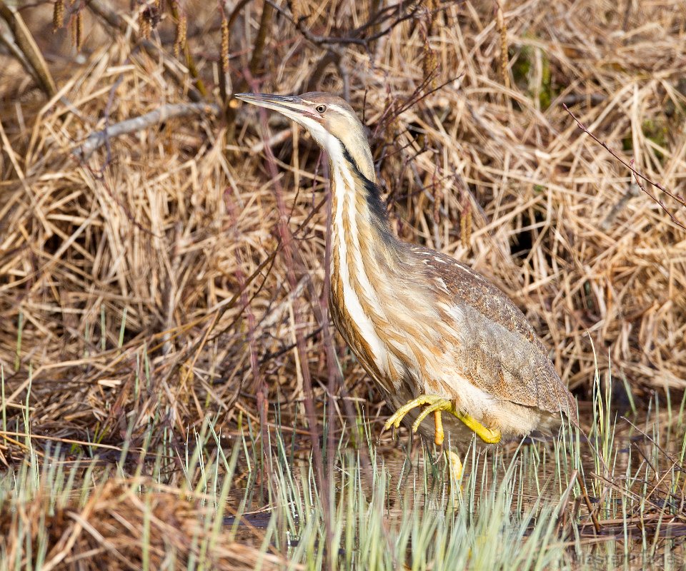 _31F1342c.jpg - American Bittern (Botaurus lentiginosus)