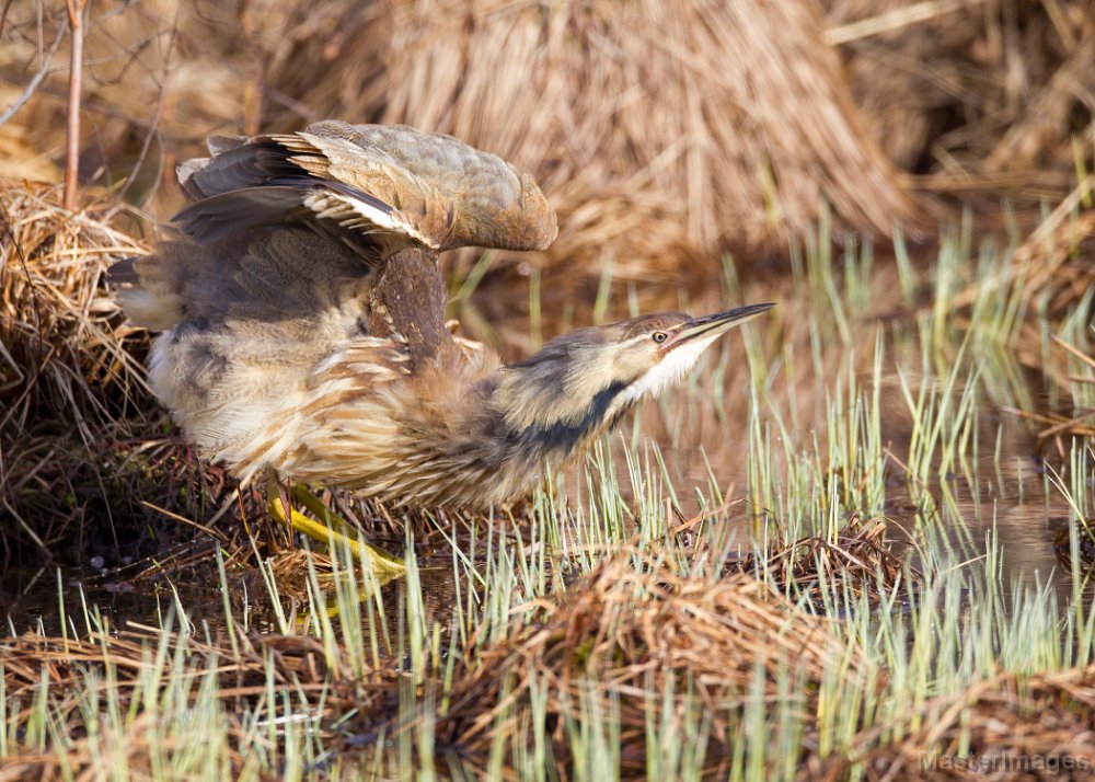 _31F1348c.jpg - American Bittern (Botaurus lentiginosus)