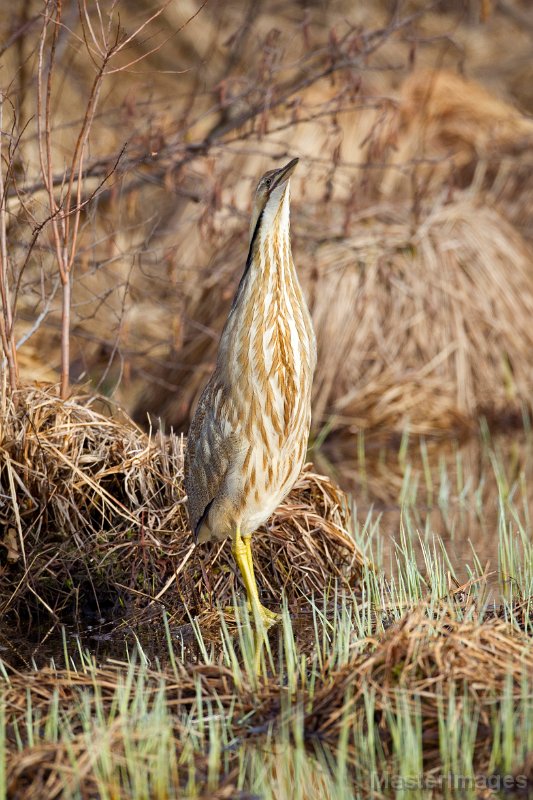 _31F1369c.jpg - American Bittern (Botaurus lentiginosus)