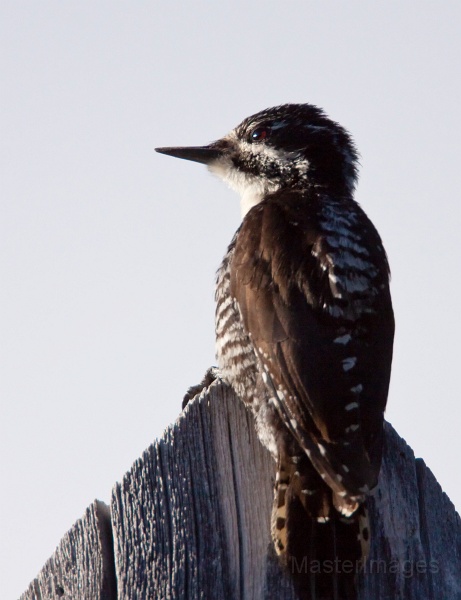 IMG_2668c.jpg - American Three-toed Woodpecker (Picoides dorsalis) - female