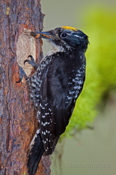 IMG_3499c.jpg - American Three-toed Woodpecker (Picoides dorsalis) - male