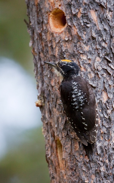 IMG_3817c.jpg - American Three-toed Woodpecker (Picoides dorsalis) - male