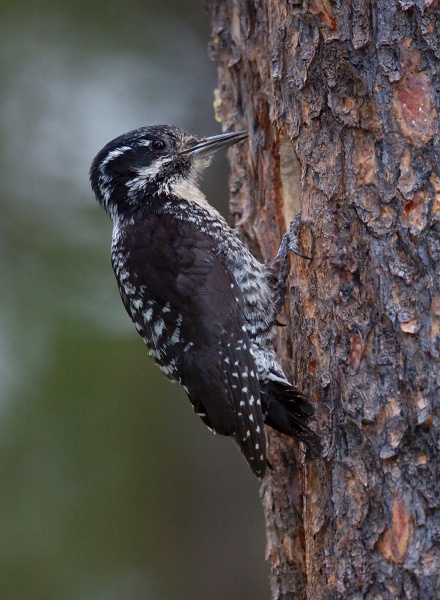 IMG_3863c.jpg - American Three-toed Woodpecker (Picoides dorsalis) - female