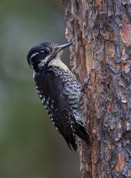 IMG_3887c.jpg - American Three-toed Woodpecker (Picoides dorsalis) - female