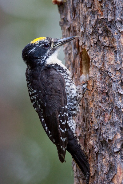 IMG_6980c.jpg - American Three-toed Woodpecker (Picoides dorsalis) - male