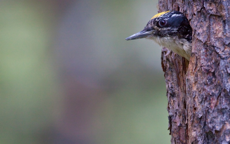 IMG_6984c.jpg - American Three-toed Woodpecker (Picoides dorsalis) - male