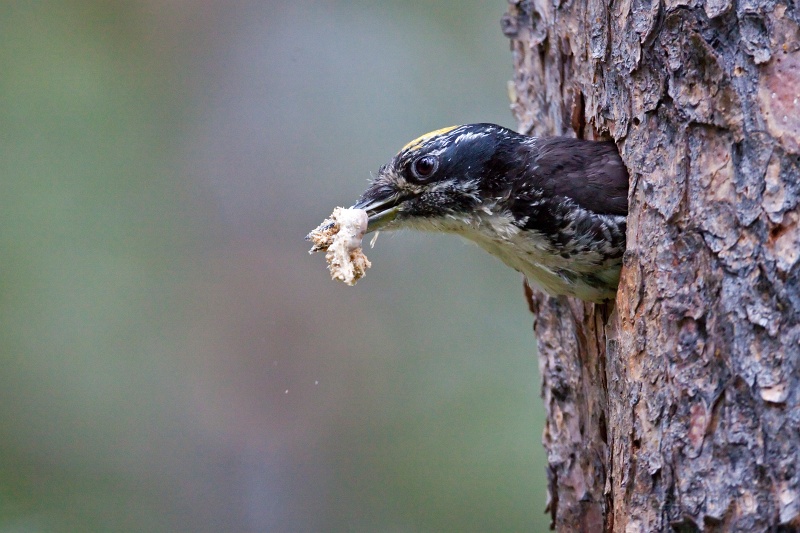 IMG_7020c.jpg - American Three-toed Woodpecker (Picoides dorsalis) - male