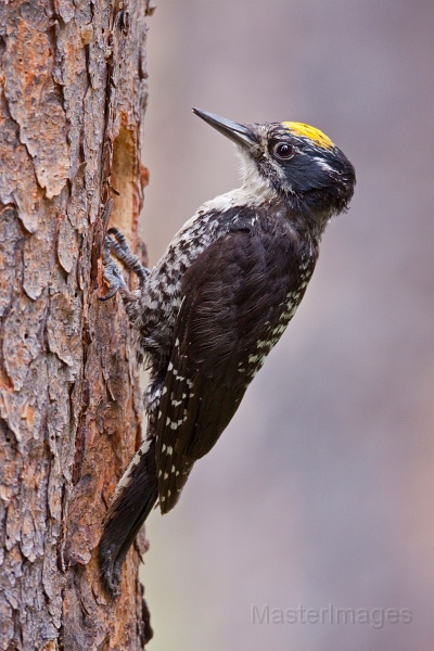 IMG_7092c.jpg - American Three-toed Woodpecker (Picoides dorsalis) - male