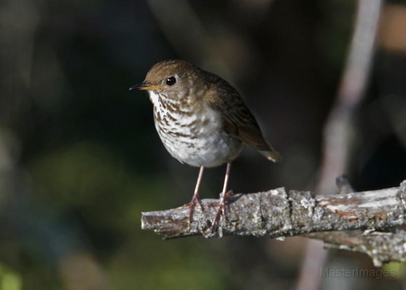 IMG_0031c.jpg - Bicknell's Thrush