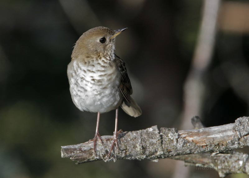 IMG_0033c.jpg - Bicknell's Thrush