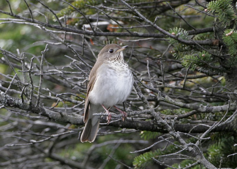 IMG_4420c.jpg - Bicknell's Thrush