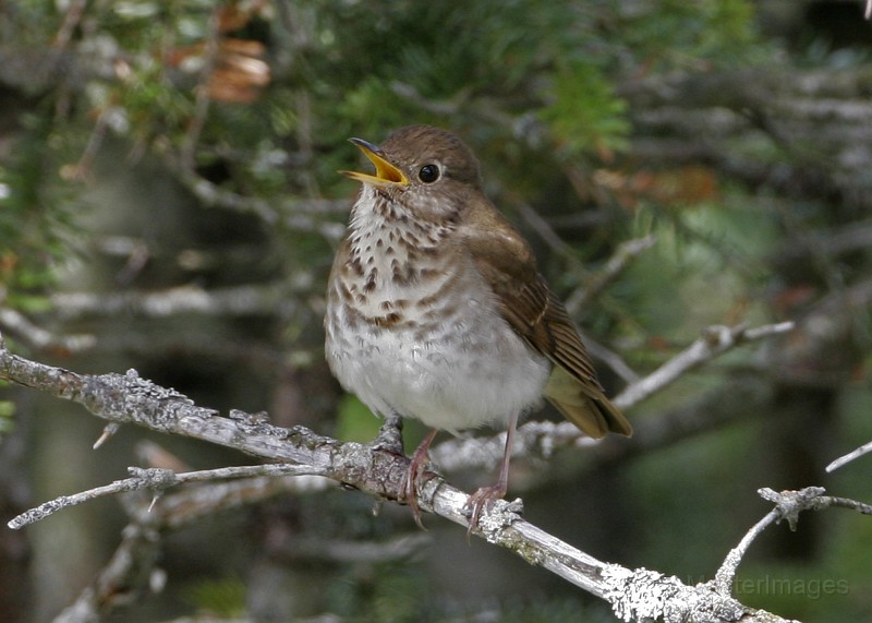 IMG_4434c.jpg - Bicknell's Thrush