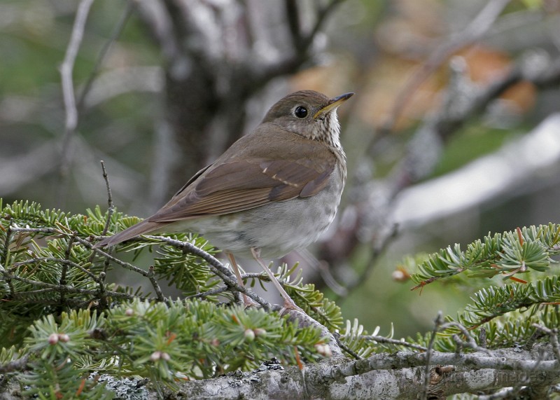 IMG_4449c.jpg - Bicknell's Thrush