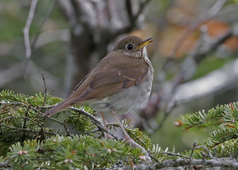 IMG_4452c.jpg - Bicknell's Thrush