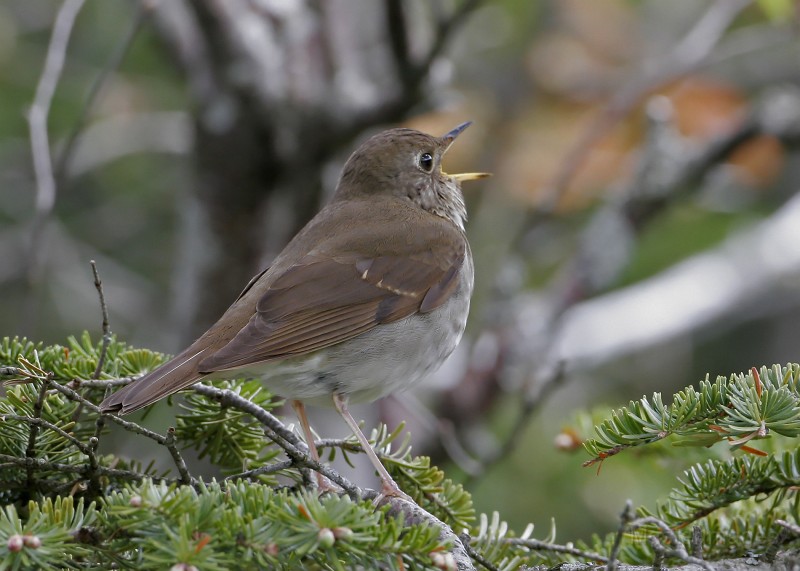 IMG_4453c.jpg - Bicknell's Thrush