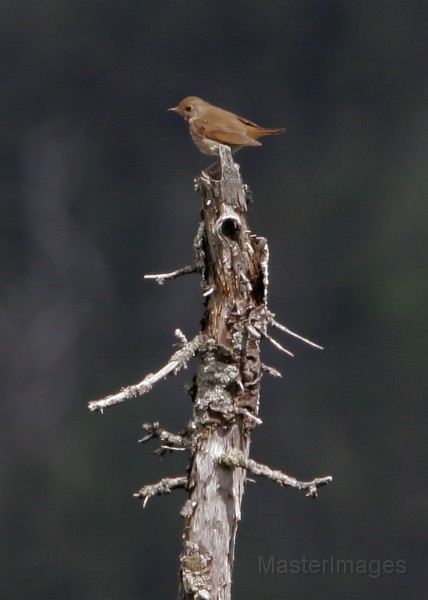 IMG_4514c.jpg - Bicknell's Thrush