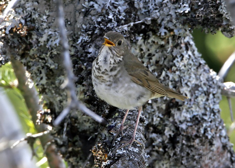 IMG_4516c.jpg - Bicknell's Thrush