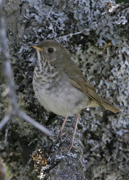 IMG_4517c.jpg - Bicknell's Thrush