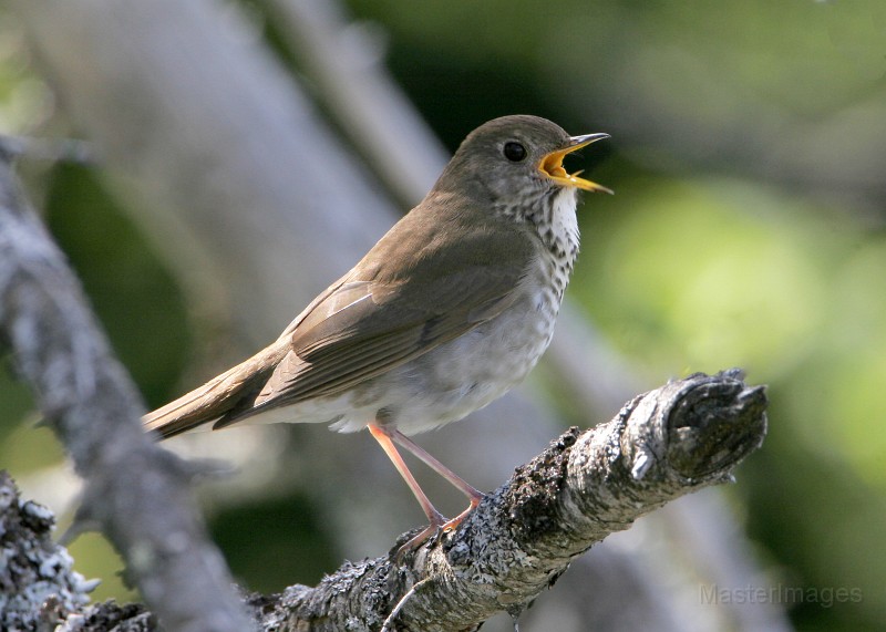 IMG_4518c.jpg - Bicknell's Thrush