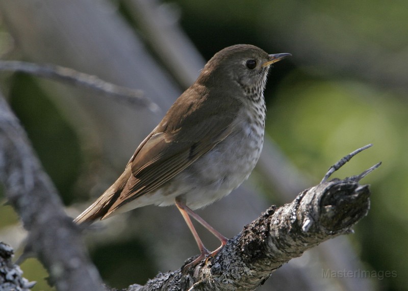 IMG_4521c.jpg - Bicknell's Thrush