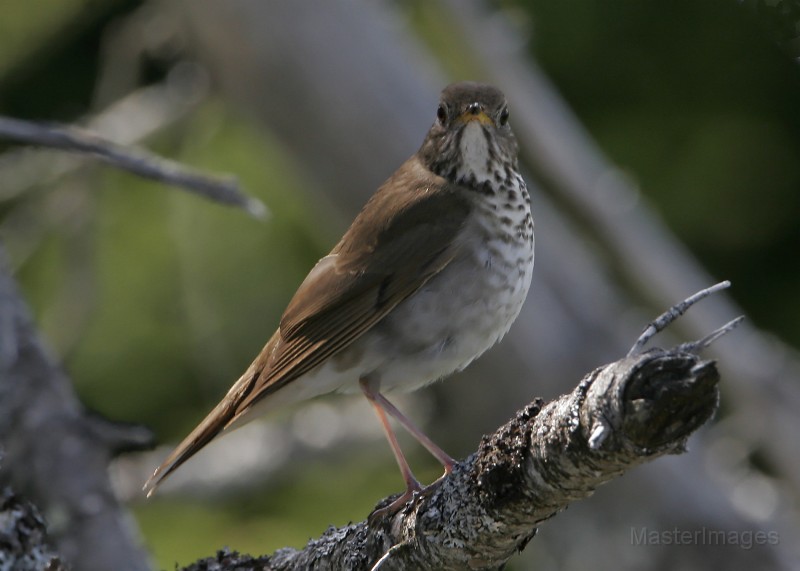 IMG_4522c.jpg - Bicknell's Thrush