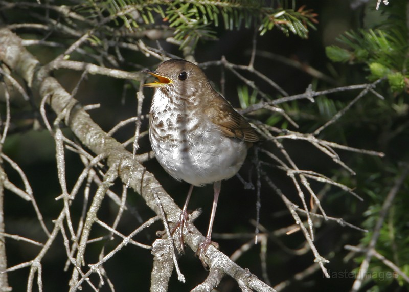 IMG_4530c.jpg - Bicknell's Thrush