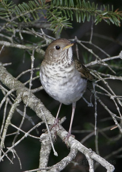 IMG_4532c.jpg - Bicknell's Thrush