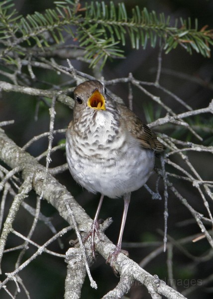 IMG_4533c.jpg - Bicknell's Thrush