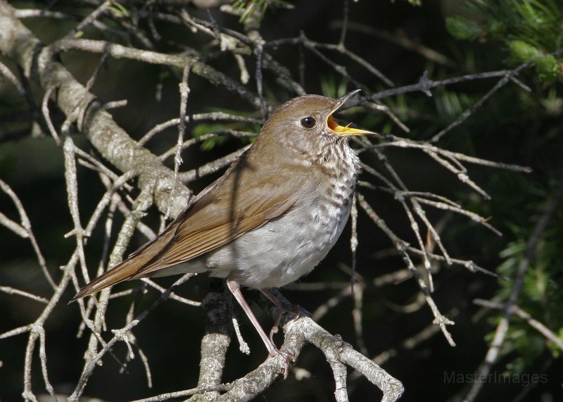 IMG_4538c.jpg - Bicknell's Thrush