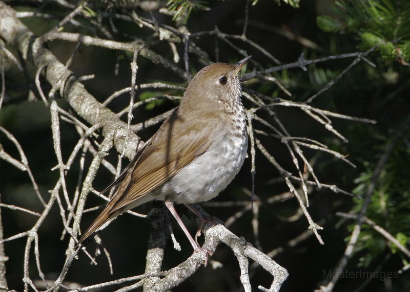 IMG_4539c.jpg - Bicknell's Thrush