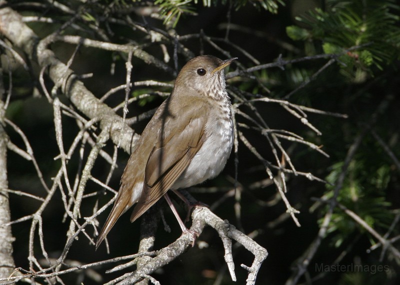 IMG_4544c.jpg - Bicknell's Thrush