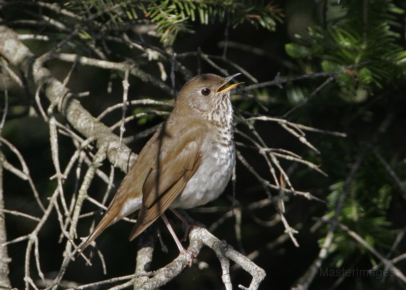 IMG_4548c.jpg - Bicknell's Thrush