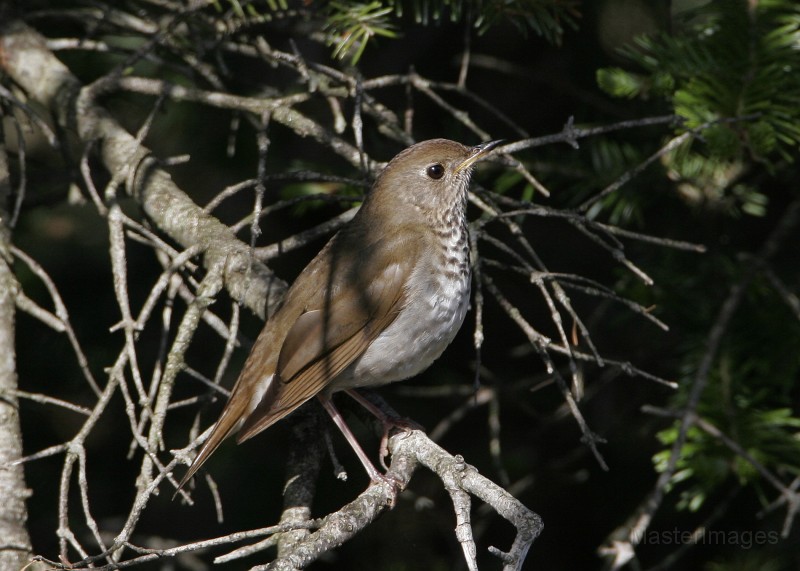 IMG_4549c.jpg - Bicknell's Thrush