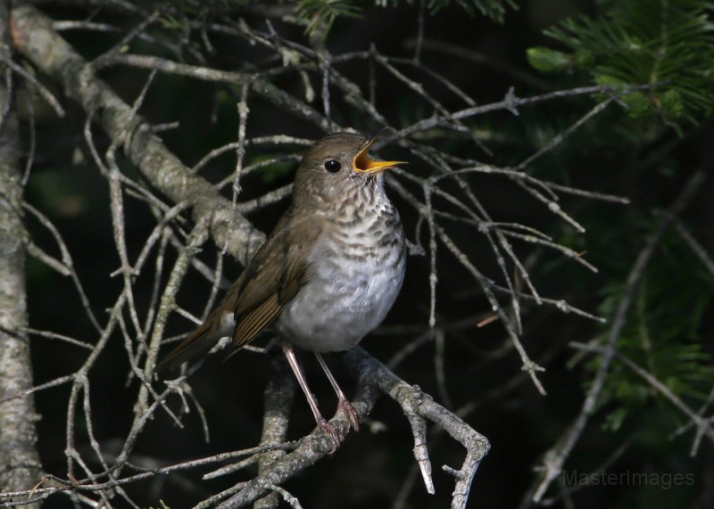 IMG_4554c.jpg - Bicknell's Thrush